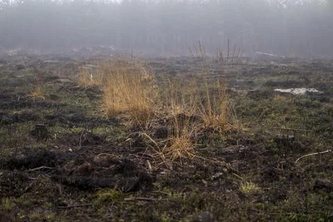 Clearing in the forest that was made after cutting trees Foto stock