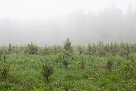 A clearing in the forest where small trees, saplings, low bushes grow, mornin Foto stock