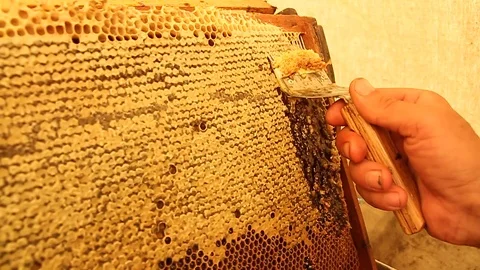 Clearing the frames with honey Video stock 86976478