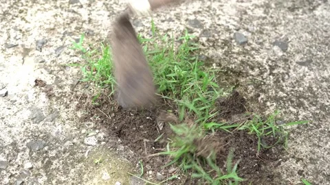 Clearing grass on floor with a Chinese hoe with a wooden handle. Stock Footage 296902408