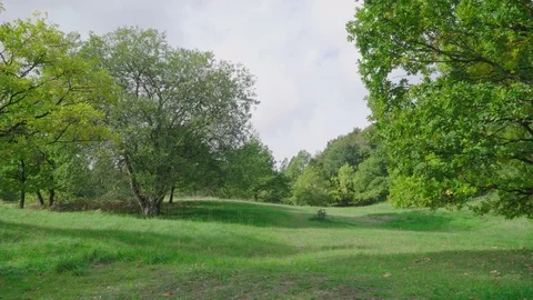 Clearing with grass in a green forest Vídeo Stock 96076500