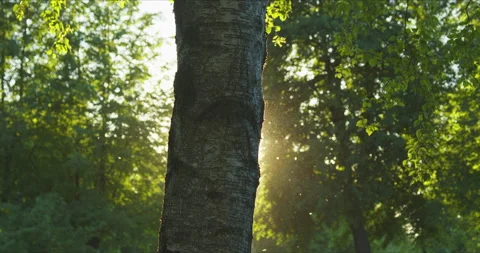 Clearing with grass in the rays of the setting sun Vidéo 142275643
