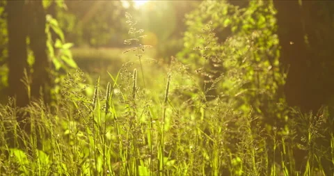 Clearing with grass in the rays of the setting sun Stock Footage 142275885