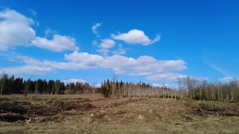 Clearing of land in a forest area with blue sky and clouds in the background dur Stock Footage 333443046