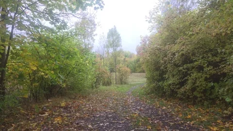 Clearing Or Path Leading Through Forest Trees Stockbeeldmateriaal 348075014