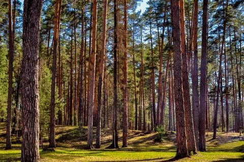 A clearing in a pine forest illuminated by the sun Stock Photos
