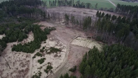 A clearing that remains in the forest infested with bark beetle parasites Stock Footage 175677177