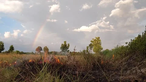Clearing rice field with fire for new planting season under rainbow sky Video stock 335727762
