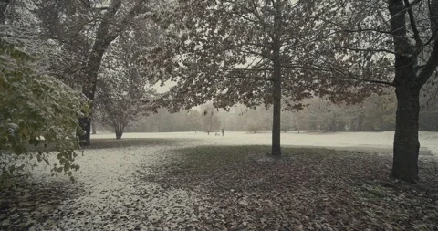 Clearing in the snowy woods Stock Footage 321686969