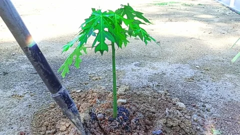 Clearing the soil around the papaya tree Stock Footage 180816272