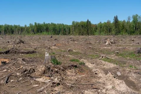 Clearing of the territory from the old fallen forest Stock Photos
