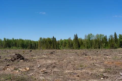 Clearing of the territory from the old fallen forest Stock Photos