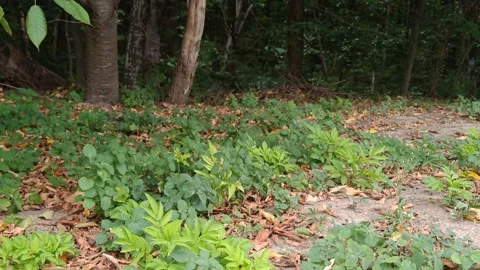 A clearing with thick grass and vegetation in front of a forest Stock-Footage 317117009