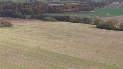 A clearing with a tower for hunters and grazing deers Stock Footage 255900737
