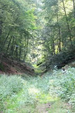 A clearing with trees and shrubs in the background Stock Photos