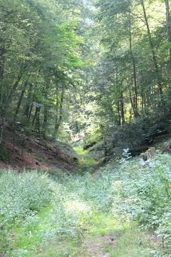 A clearing with trees and shrubs in the background Stock Photos