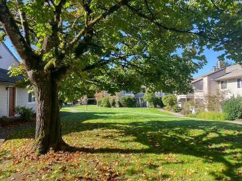 Clearing under a big tree Stock Photos