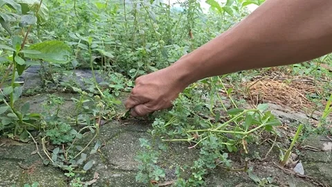 Clearing weeds Stock Footage 291599971