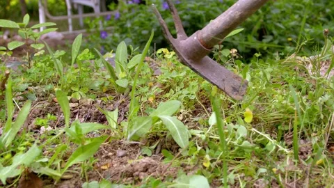Clearing Weeds  With Pickaxe Stock Footage 191490394