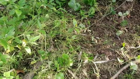 Clearing weeds to plant vegetables  Stock Footage 198159092