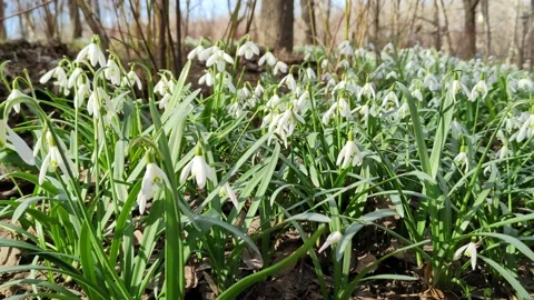 A clearing of white snowdrops in the spring forest Stock Footage 184560561