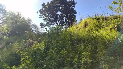 Clearing with wild forest plants and climbing to the tree on the top ea Video stock 306573502
