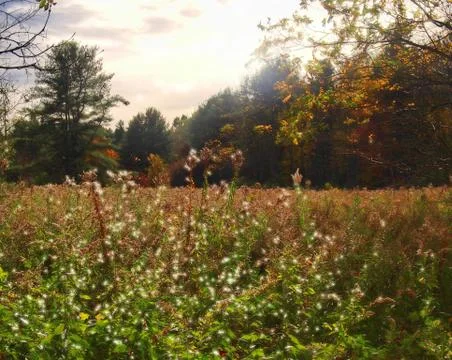 Clearing in the wilderness Stock Photos