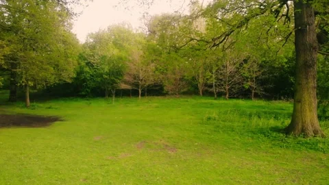 Clearing in woodland trees in spring Stock Footage 335103457