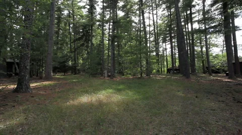 Clearing in woods with cabins Stock Footage 956934