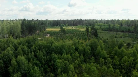 Clearing in the woods Stock Footage 116983056