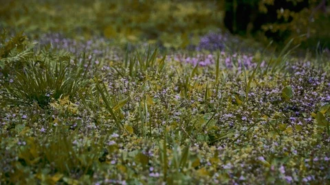 A clearing in the woods full of small purple flowers Stock Footage 88815568