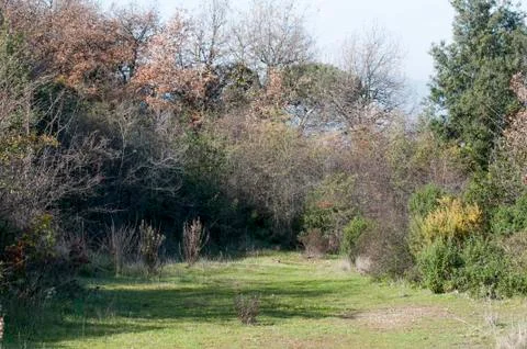 Clearing in the woods 写真素材