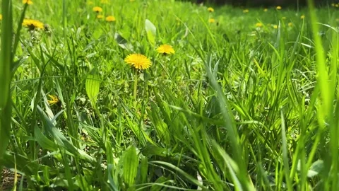 A clearing of yellow dandelions and a bee. Stock Footage 191534960