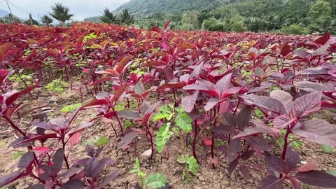 Clearly defined stems and leaves of red amaranth rise from orderly rows, with Stock Footage 327297810