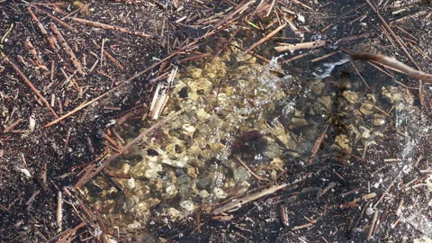 Clears the water from old fallen branches Stock Footage 127499217