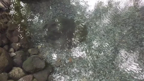 ClearWater from  A Natural Spring Stock Footage 303301406