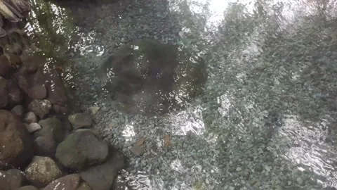 ClearWater from  A Natural Spring Stock Footage 303301408