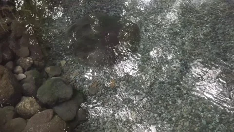 ClearWater from  A Natural Spring Stock Footage 303302515