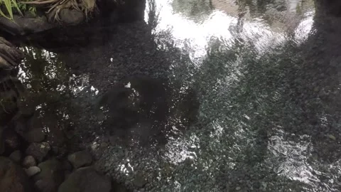 ClearWater from  A Natural Spring Stock Footage 303302750