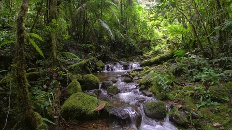Clearwater stream flowing among mossy boulders through montane rainforest Stock Footage 80677456