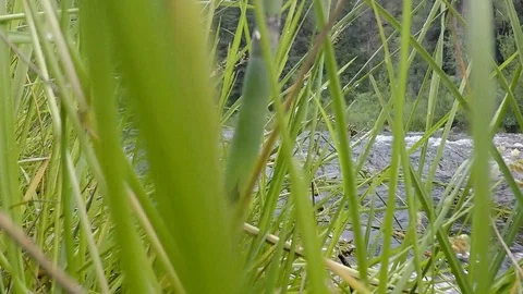Clearwater washes down a mountain river. Stock Footage 93534622