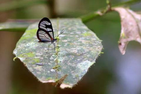 Clearwing Aquata / Transparent butterfly (Oleria aquata) in the forest. Brazi Stock Photos