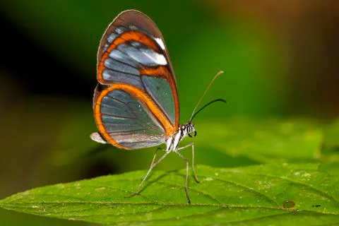 Clearwing butterfly, crystal wing butterfly (oleria rubescens), costa rica Stock Photos