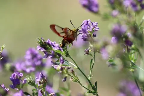 Clearwing moth hovering over purple flower in sunlit meadow Фото