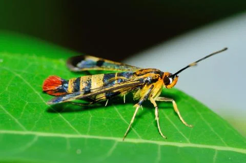 Clearwing wasp mimic moth Stock Photos
