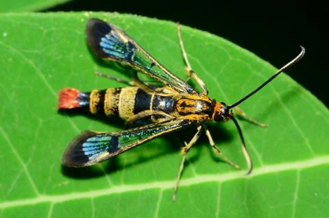 Clearwing wasp mimic moth Stock Photos