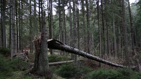 Cleaved, broken huge pine tree in the dense forest Stock Footage 258834047