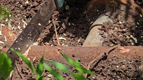 A cleaver cuts a neem root after digging to locate an underground pipeline leak. 库存影片 336491001