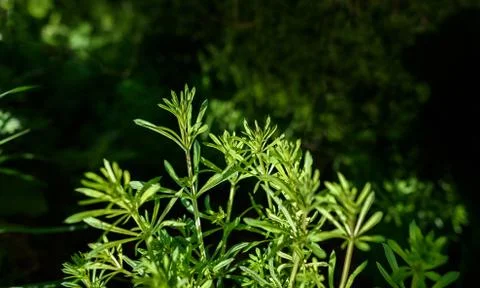 Cleavers Plant Stock Photos