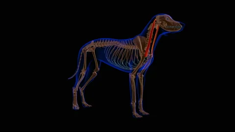 Cleidomastoideus muscle Dog muscle Anato... | Stock Video | Pond5